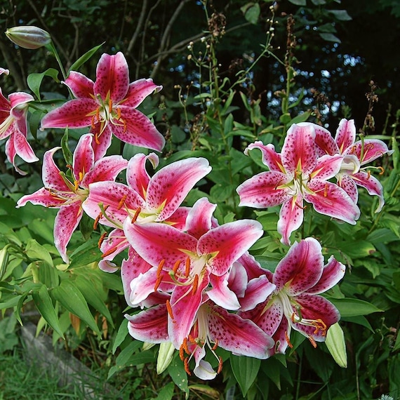 JUMBO SIZE Stargazer Oriental Lily Bulbs - Powerfully JUMBO SIZE Stargazer Oriental Lily Bulbs - Powerfully