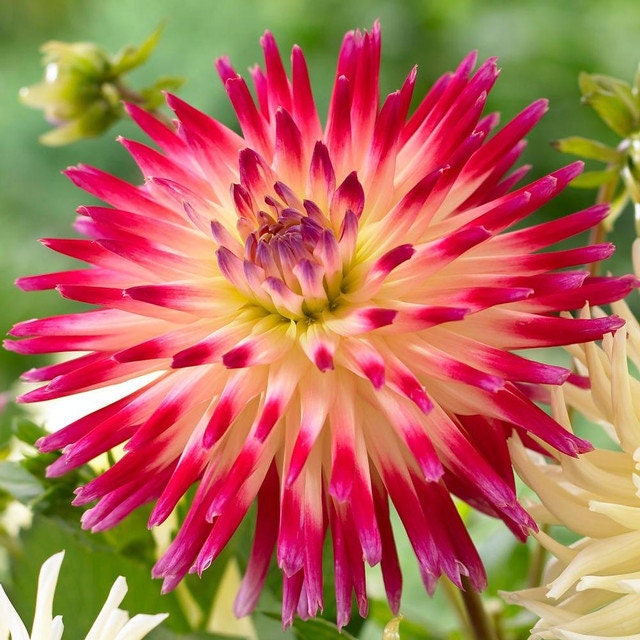 Tahiti Sunrise Semi Cactus Dahlia tubers - Blooms 5-7" of Rose Pink Fading to Crystal White - Plants is 2-3' - 120 days of blooms - Full Sun