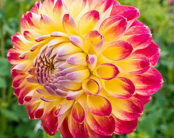 COLORFUL Jowey Arenda Ball Dahlia tubers - Yellow ball-shaped w/ purple-red tips - Plants are 4-5 feet tall - 120 days of blooms - Full Sun
