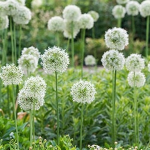 Allium - Mount Everest - Flower Bulbs - Hardy Perennial - Deer Resistant Plants - Blooms in Late Spring - Attract Bees and Butterflies