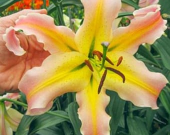 【Lily】 Longfield Gardens Lily Collections, 40-count | Costco