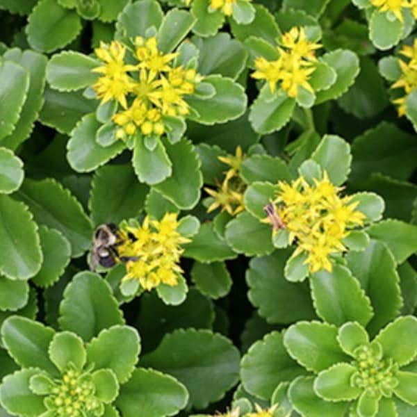 Kamtschaticum Sedum Live Plant - Cold Hardy Perennial - Heat & Drought Tolerant Succulent - Full Sun - Green Foliage all year - Groundcover