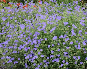 Geranium 'Brookside' - BLUE CRANESBILL - Bare Root Division-  June to September Bloom - Live Perennial Plant - for a Beautiful Summer Garden