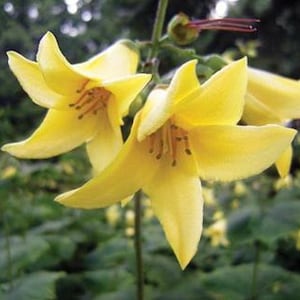 Kirengeshoma palmata - CAMPANILLAS DE CERA AMARILLAS - Raíz desnuda - Crece de 90 a 120 cm de altura - Campanilla amarilla - Follaje similar al del arce - Sombra parcial a total