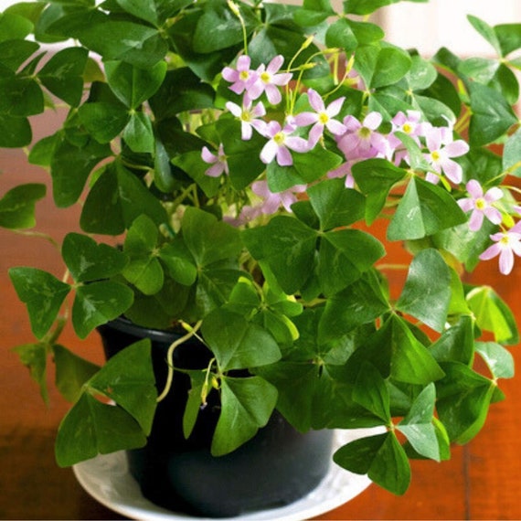 plant terrarium plants DIY Terrarium Kit - Create your own mini Ecosystem main image 1