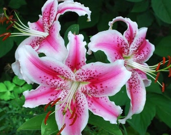JUMBO SIZE Stargazer Oriental Lily bulbs - Powerfully Fragrant - Great Cut Flower - Plants Grow 4 - 5 ft. tall - Perennial - Hardy Zones 5-8