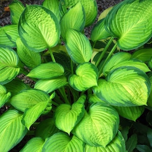 May include: Close-up of a lush green plant with large, heart-shaped leaves. The leaves have a vibrant green center with a lighter, yellowish-green border. The plant's texture is ribbed, and the overall appearance is fresh and healthy. The plant is a hosta.