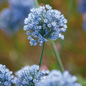 Allium - Wild Blue - Flower Bulbs - Hardy - Deer Resistant - Garden Blooms in Late Spring - Attract Butterflies and Bees -