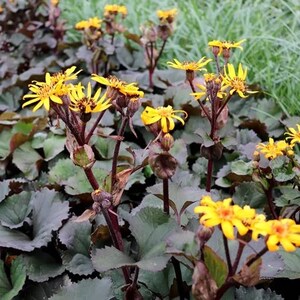 Ligularia Othello LEOPARD PLANT - Hardy Perennial - Shade Plant - Grows 2 to 3 feet tall - Dark colored foliage w/ Yellow-orange flowers!!