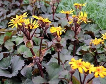 Ligularia Othello LEOPARD PLANT - Hardy Perennial - Shade Plant - Grows 2 to 3 feet tall - Dark colored foliage w/ Yellow-orange flowers!!