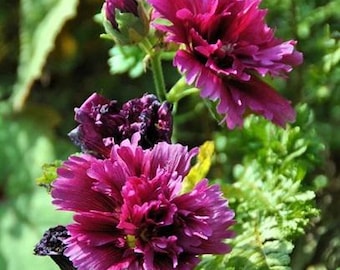 Alcea Hollyhock Live Plant - Queeny Purple - Attracts Pollinators - Double Frilled Violet Red Blooms - Flowers up to 4" Across - Perennial