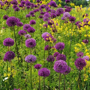 Purple Sensation Allium Bulbs - Deer Resistant - Late Spring - Perennial - Hardy Zones 4-9 - Long Lasting Bloom - Attracts Butterflies