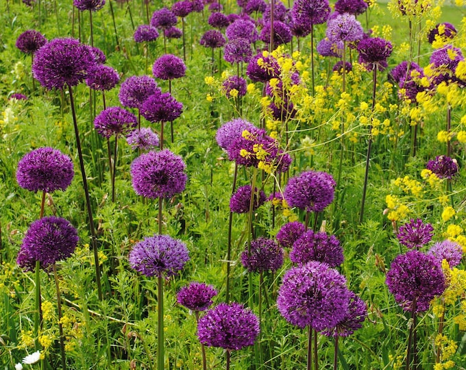 Zone 9 Seeds Zone 9 Calendar, 14 Vegetable Seed Varieties, Over 1400