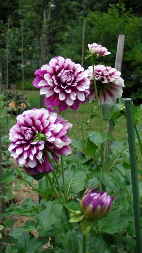 スワロフスキー　ダリア　dahlia 楽天市場】スワロフスキー ダリア 花 5129463 Swarovski Dahlia