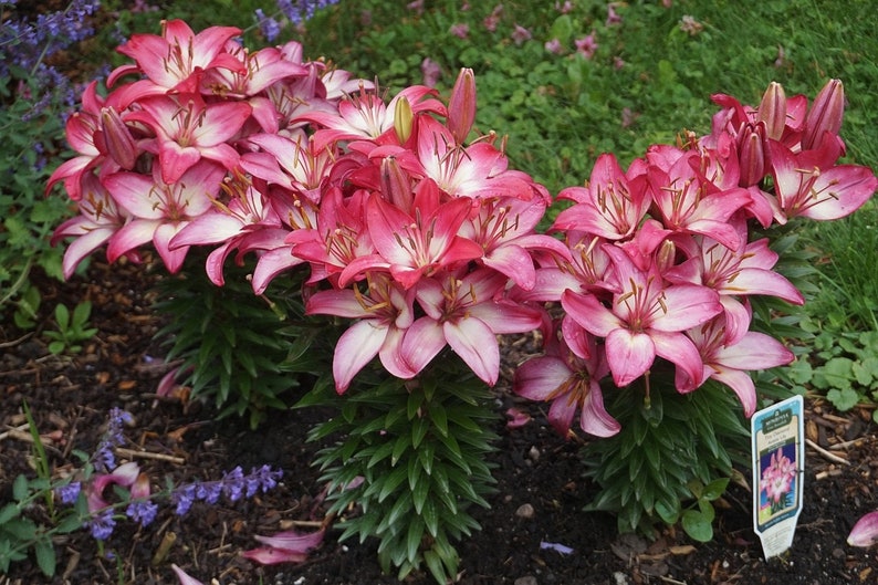Asiatic Lily Flower Bulbs ROSELLA'S DREAM Pink Sunset Etsy
