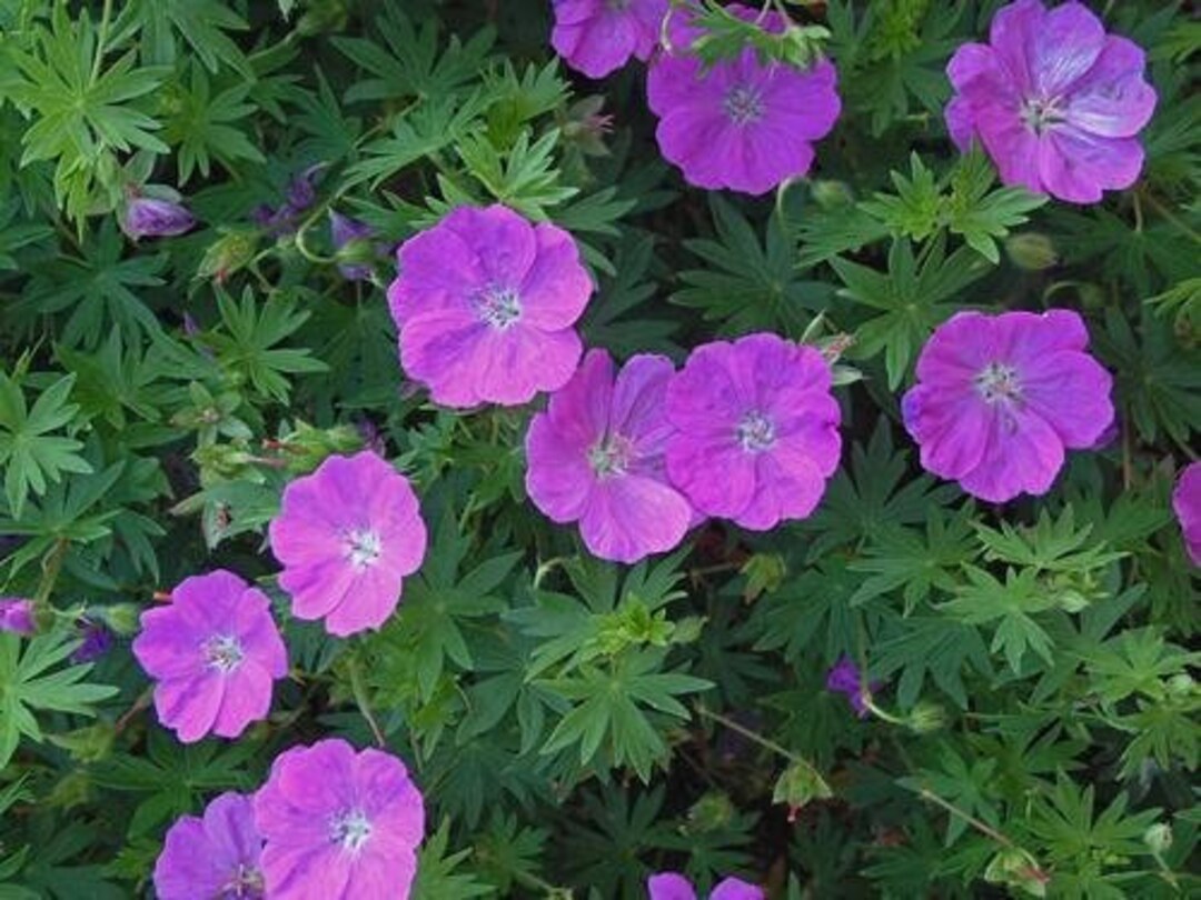 Geranium Bare Root Division New Hampshire Purple June to September ...
