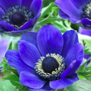 Blue Poppy Anemone - Wind Flower Bulbs - Plant in Fall or Spring - Hardy Zones: 8-10 - Stunning plants! Vibrant Blue - Long Lasting Bloom