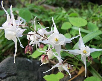 Epimedium Snowy Barrenroot Bare Root Division - heart-shaped foliage is red-streaked in spring - green foliage in summer - Perennial - Shade