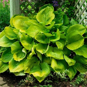 May include: A large green hosta plant with large, wide leaves growing in a garden setting. The plant is growing next to a wooden trellis.