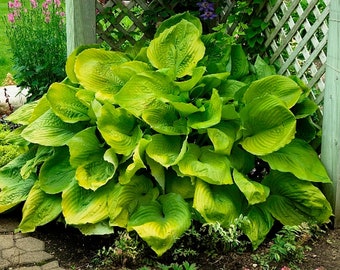 Giant Hosta SUM AND SUBSTANCE - Sun to Shade Tolerant - Plants grow 2-3feet tall & 3-5 Feet Wide - Hummingbird Flowers - Bare Root Division