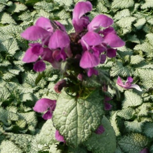 Lamium Purple Dragon Live Plant- Unique purple blooms resemble a dragon face - Gorgeous groundcover - variegated leaves - hardy perennial