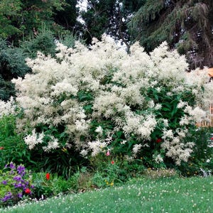 Persicaria polymorpha - GIANT FLEECE FLOWER - Bare Root Division - White Feathery Blooms - Grows up to 5 Feet Tall - Showy Flowers July-Aug