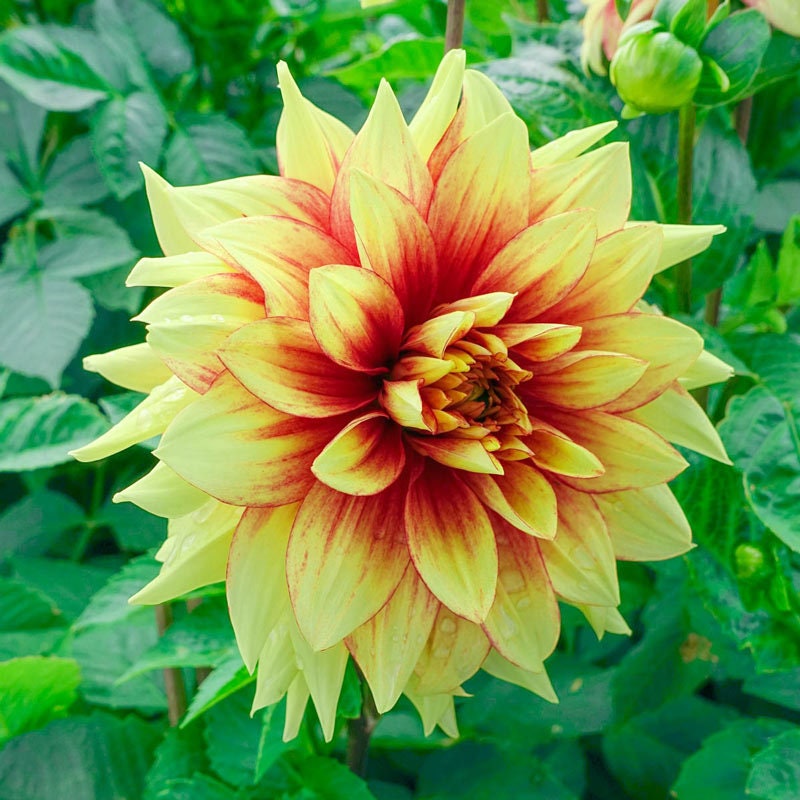 Dinnerplate Dahlia! 'dazzling Sun' Tubers - 8