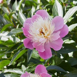 May include: A close-up of a pink peony flower with a creamy white center. The petals are a vibrant pink, and the center has a fluffy, textured appearance. The flower is surrounded by green leaves.