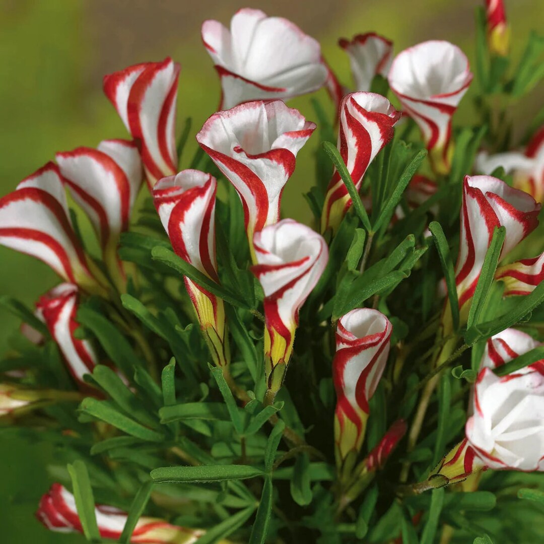 Oxalis Candy Cane Red and White Striped Bulbs Versicolor Shamrocks