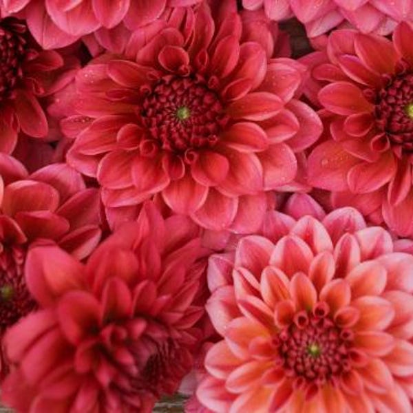 Tubérculo decorativo de dalia Salmon Runner: una profusión de flores de 4 a 6 pulgadas en hermosos tonos de rosa coral; 120 días de floración; pleno sol.