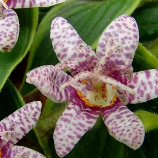 Toad Lily Samurai Live Plant - Exotic & Unique - Orchid-Like Flowers of Spotted Purple with Yellow Throats - Shade Tolerant - Perennial