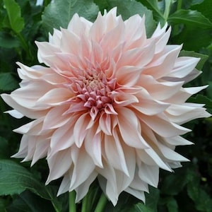 Cafe Au Lait Dinnerplate Dahlia Tuber  - Romantic/ feminine shades of pink - up to 10" blooms - 120 days of blooms - Full Sun