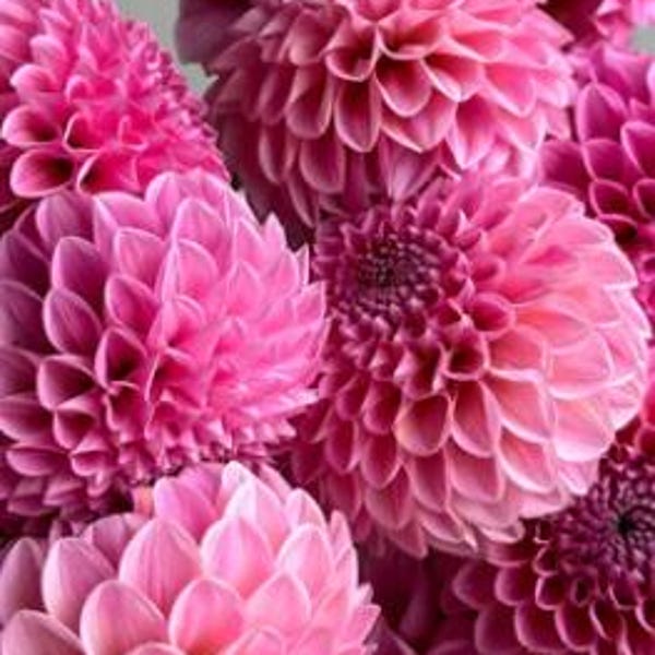 Tubérculo de Dalia dulce Fabienne: una delicia de jardín que florece en un rico tono rosa lila. Una de las mejores variedades cortadas. ¡¡¡120 días de floración!!!