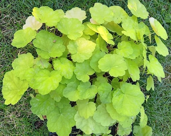 Tiramisu Heuchera Live Plant - Lime green to red - color changing foliage - White Flowers - Perennial - Full Sun or Shade - A must have!!!
