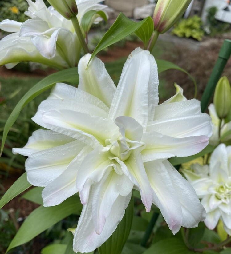 Amazon.com : White Pixels Asiatic Lily Flower Bulbs - 3