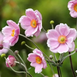 Robustissima Anemone Live Plant - Japanese Windflower - Soft Pink Single, Cup-Shaped Flowers & Large Yellow Center - Deep Green Foliage