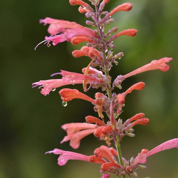 Kudos Coral Hummingbird Agastache Live Plant - Coral-Pink Flowers - Hardy Perennial - Ground Cover - Attracts Hummingbirds - Lasting Blooms
