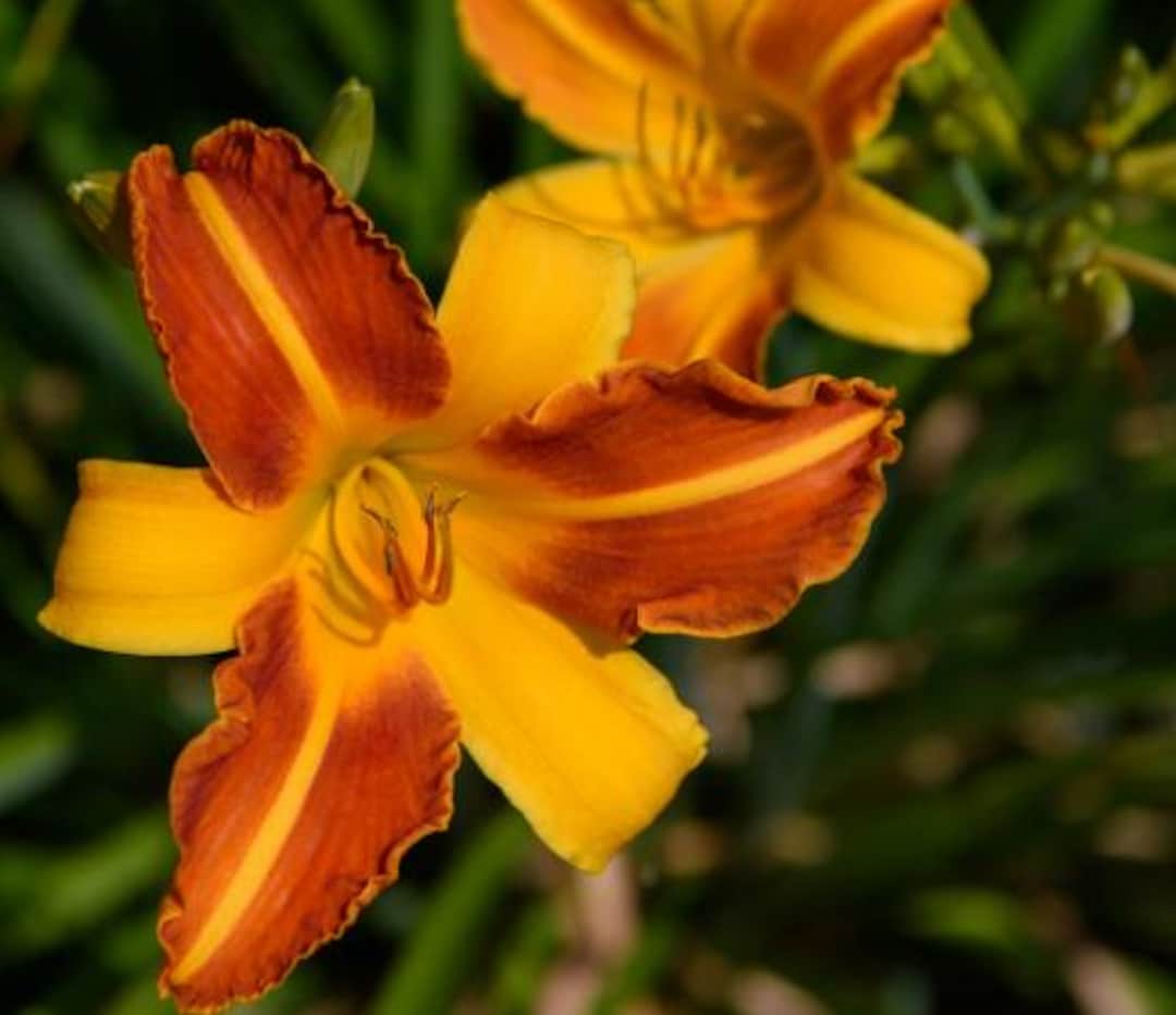 Daylily Live Plant - Frans Hals - Striking Contrast - Bicolor Blooms of ...