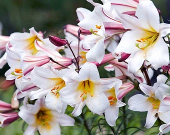 Trumpet Lily Regale - Fragrant 7&quot; Blooms with Burgundy Feathering - Towering Plants Grow 4-6 feet - USDA Zones 3-8 - Winter Hardy Perennial