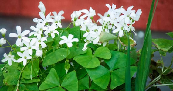 Oxalis Regnellii Lucky Green Shamrock Bulbs – Easy Grow Perennial Love Plant