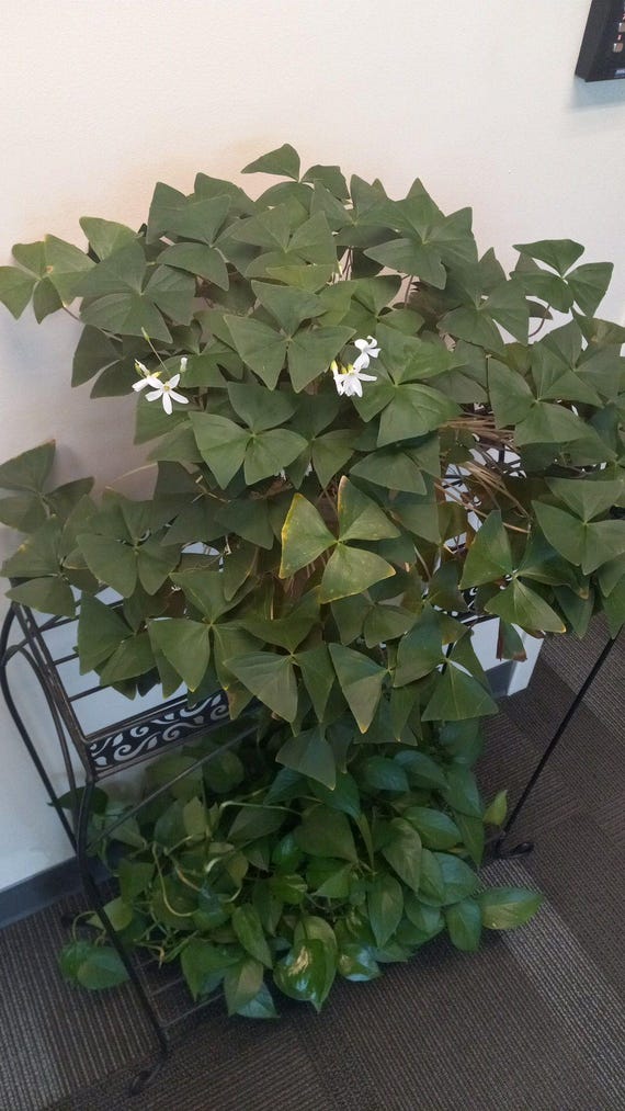 Lucky Green Shamrock 10 Bulbs - White Flowers/Edible Leaves - Oxalis regnelli