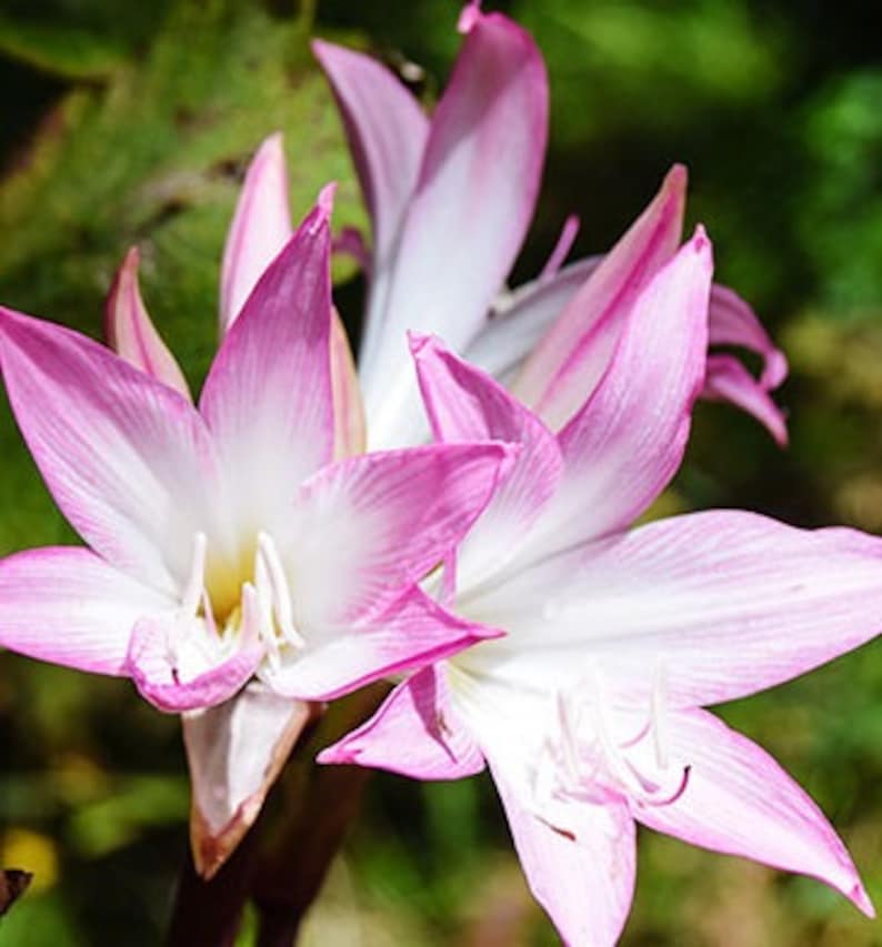 Pink Easter Amaryllis Bulb - BellaDonna Lily - Thumbnail 2