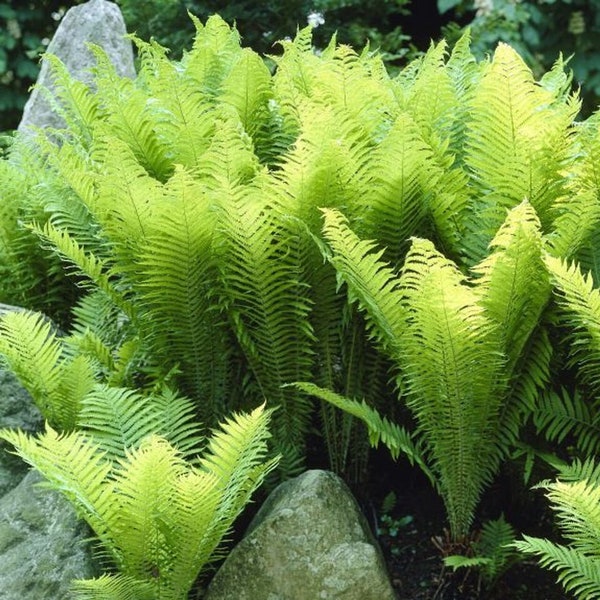 Ostrich Fern Bare Root Rhizome - Shade Perennial - Plants grow 3-6' tall - Likes moisture - Part/ Full Shade - Naturalize - Easily Grown