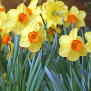 May include: Close-up of vibrant yellow daffodils with bright orange centers. The flowers are surrounded by long, green leaves. The image captures the beauty of spring, showcasing the daffodils in full bloom.