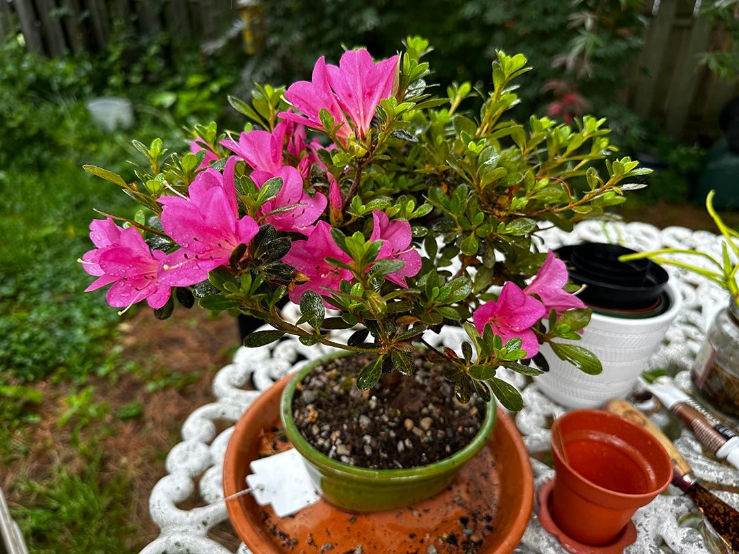 Live Satsuki Azalea Outdoor Bonsai Tree 5 Years Old 6 Etsy