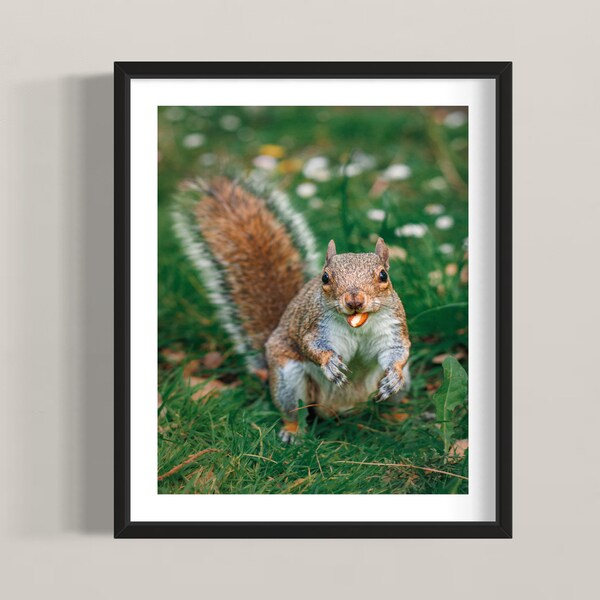 Squirrel Photo Print - Cute Animal Wall Art, Wildlife Photography, Nature, Squirrel Poster, Fine Art Photography, Gifts, Animals, Wall Decor
