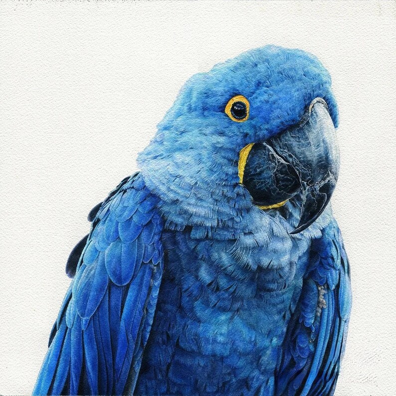 May include: A detailed illustration of a Hyacinth Macaw. The bird is predominantly blue with a black beak and yellow accents around the eyes. The feathers are meticulously rendered, showcasing a range of blue hues against a white background.