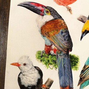 May include: Watercolor painting of several colorful birds, including a toucan with a large beak, a red cardinal, and a white-headed bird. The birds are perched on branches, showcasing detailed feather patterns and vibrant colors.