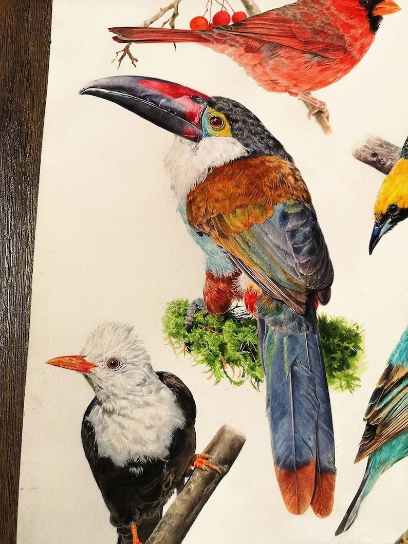 May include: Watercolor painting of several colorful birds, including a toucan with a large beak, a red cardinal, and a white-headed bird. The birds are perched on branches, showcasing detailed feather patterns and vibrant colors.