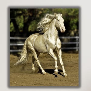 May include: A canvas print of a running horse. The horse is a light cream color with a flowing mane and tail. The background is a blurred image of a fence and trees. The horse is kicking up dust as it runs.